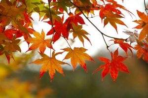 Favorite Fall Treats